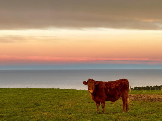 Why Organic Farming Matters for Your Health and the Land